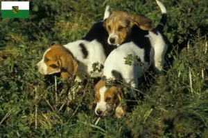 Read more about the article Criadores de Chien d’Artois e cachorros na Saxónia