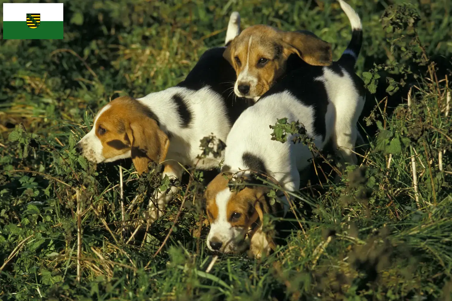 Read more about the article Criadores de Chien d’Artois e cachorros na Saxónia