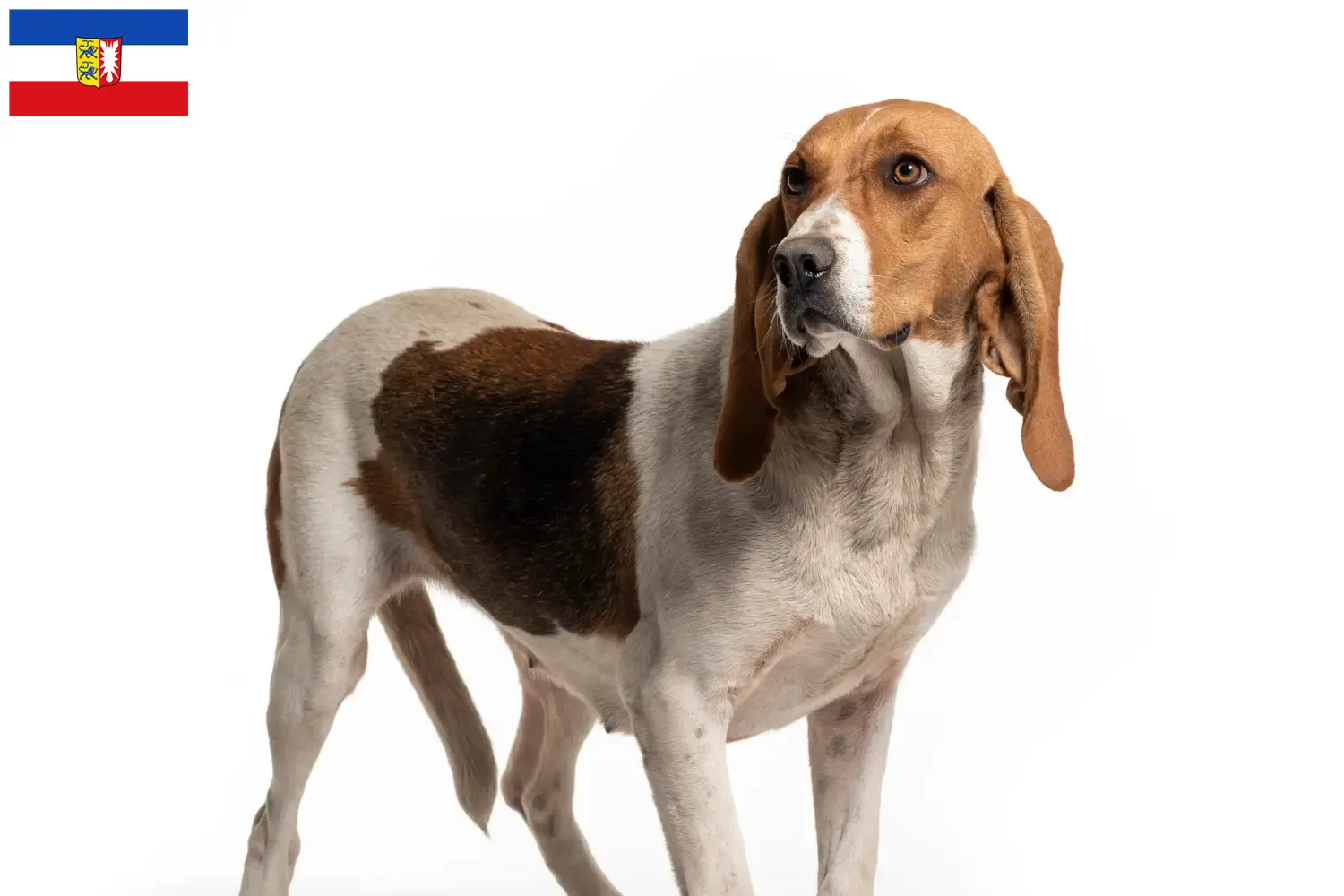 Read more about the article Criadores de Chien d’Artois e cachorros em Schleswig-Holstein