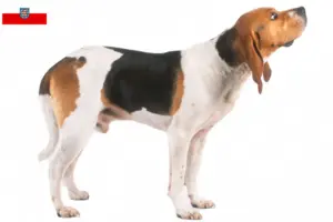 Read more about the article Criadores de Chien d’Artois e cachorros na Turíngia