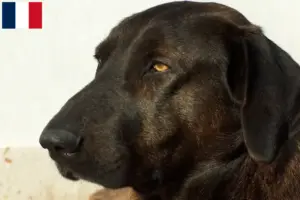 Read more about the article Criadores e cachorros de Chien de Castro Laboreiro em França