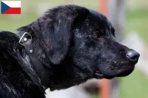 Read more about the article Criadores de Chien de Castro Laboreiro e cachorros na República Checa