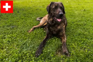Read more about the article Criadores de Chien de Castro Laboreiro e cachorros na Suíça