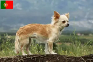 Read more about the article Criadores de Chihuahua e cachorros em Portugal
