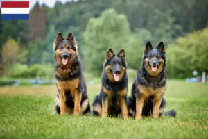 Read more about the article Criadores de Chodský pes e cachorros nos Países Baixos