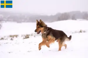 Read more about the article Criadores de Chodský pes e cachorros na Suécia