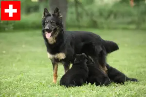 Read more about the article Criadores de Chodský pes e cachorros na Suíça