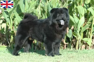 Read more about the article Chow Chow criadores e cachorros na Grã-Bretanha