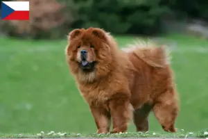 Read more about the article Chow-Chow criadores e cachorros na República Checa