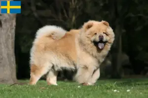 Read more about the article Chow Chow criadores e cachorros na Suécia