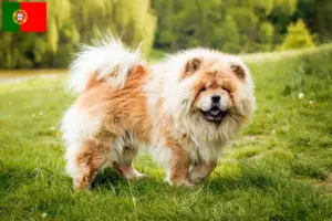 Read more about the article Chow-Chow criadores e cachorros em Portugal
