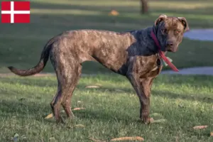 Read more about the article Cimarrón Uruguayo criadores e cachorros na Dinamarca