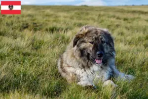 Read more about the article Ciobănesc Românesc Carpatin criadores e cachorros na Áustria