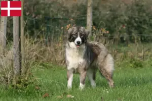 Read more about the article Ciobănesc Românesc Carpatin criadores e cachorros na Dinamarca