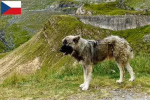 Read more about the article Ciobănesc Românesc Carpatin criadores e cachorros na República Checa