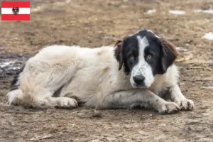Read more about the article Ciobănesc Românesc de Bucovina criadores e cachorros na Áustria