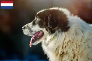 Read more about the article Ciobănesc Românesc de Bucovina criadores e cachorros nos Países Baixos