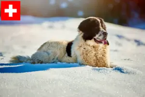 Read more about the article Ciobănesc Românesc de Bucovina criadores e cachorros na Suíça