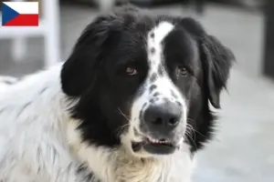 Read more about the article Ciobănesc Românesc de Bucovina criadores e cachorros na República Checa