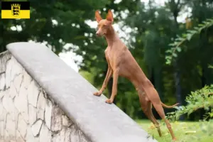 Read more about the article Cirneco dell’ Etna criadores e cachorros em Baden-Württemberg