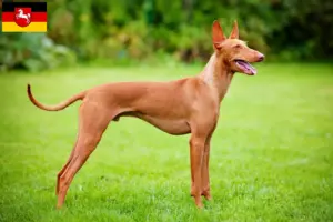 Read more about the article Criadores de Cirneco dell’ Etna e cachorros na Baixa Saxónia