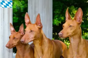 Read more about the article Cirneco dell’ Etna criadores e cachorros na Baviera