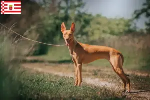 Read more about the article Cirneco dell’ Etna criadores e cachorros em Bremen
