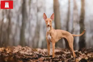 Read more about the article Cirneco dell’ Etna criadores e cachorros em Hamburgo
