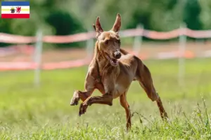 Read more about the article Criadores de Cirneco dell’ Etna e cachorros em Mecklenburg-Vorpommern