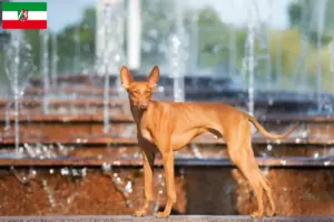 Read more about the article Cirneco dell’ Etna criadores e cachorros na Renânia do Norte-Vestefália