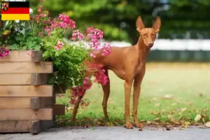 Read more about the article Criadores de Cirneco dell’ Etna e cachorros na Renânia-Palatinado