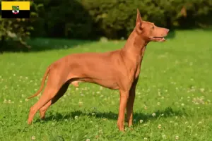 Read more about the article Criadores de Cirneco dell’ Etna e cachorros na Saxónia-Anhalt
