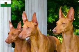Read more about the article Criadores de Cirneco dell’ Etna e cachorros na Saxónia