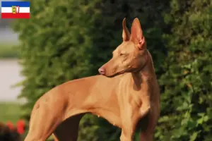 Read more about the article Criadores de Cirneco dell’ Etna e cachorros em Schleswig-Holstein