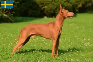 Read more about the article Cirneco dell’ Etna criadores e cachorros na Suécia