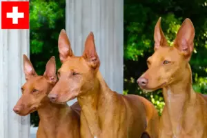 Read more about the article Cirneco dell’ Etna criadores e cachorros na Suíça