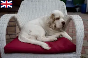 Read more about the article Criadores de Clumber Spaniel e cachorros na Grã-Bretanha