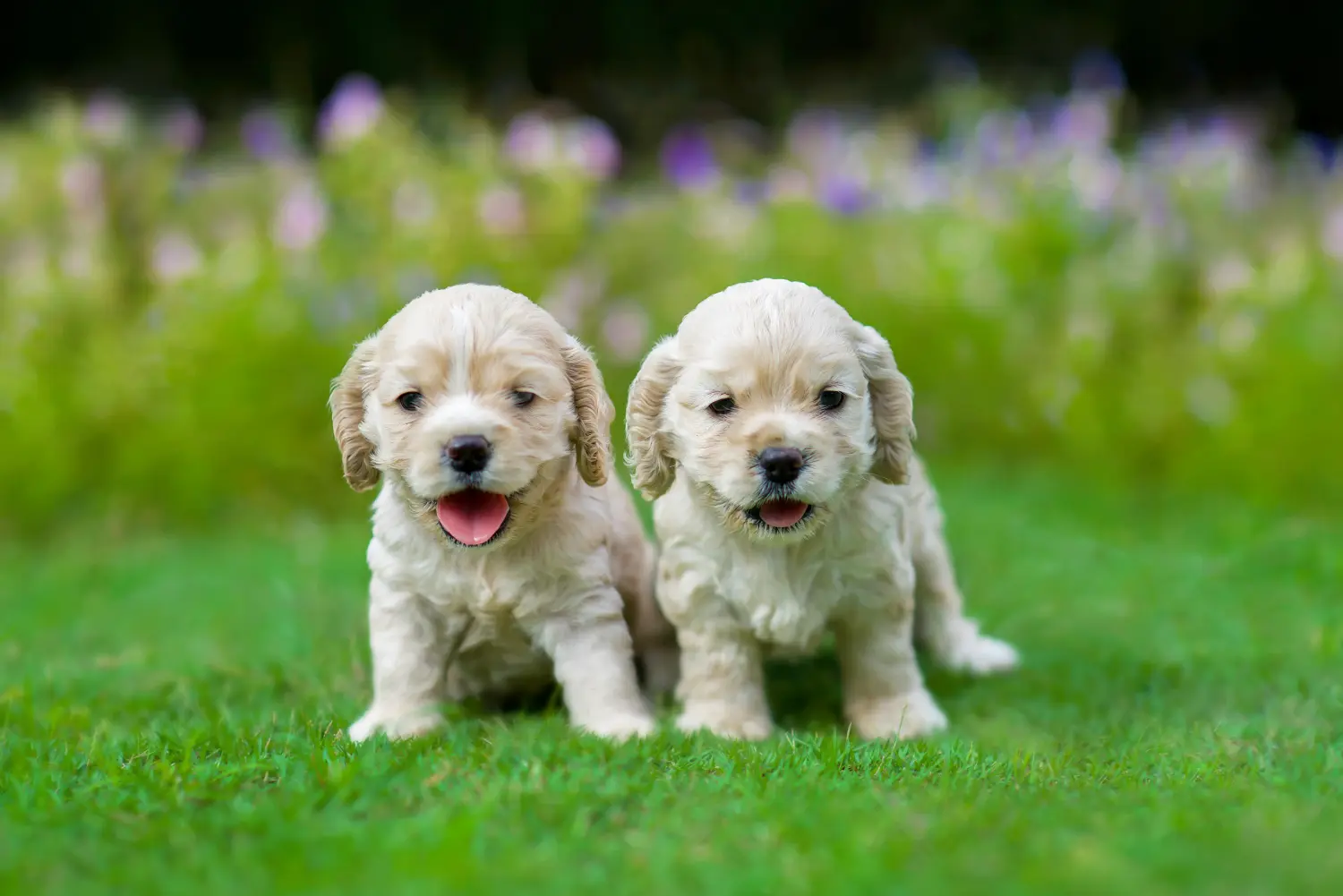 Comprar um cachorro American Water Spaniel significa assumir responsabilidades! Comprar cachorros Cocker Spaniel americanos.