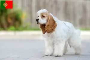 Read more about the article Criadores de Cocker Spaniel Americano e cachorros em Portugal