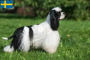 Read more about the article Criadores de Cocker Spaniel americano e cachorros na Suécia