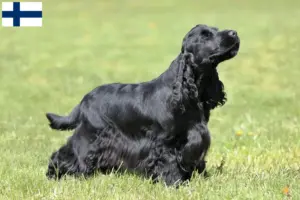 Read more about the article Criadores de Cocker Spaniel Inglês e cachorros na Finlândia