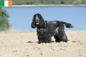 Read more about the article Criadores de Cocker Spaniel inglês e cachorros na Irlanda