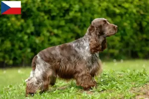 Read more about the article Criadores de Cocker Spaniel inglês e cachorros na República Checa