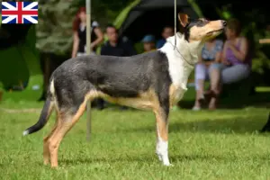 Read more about the article Criadores de Collie e cachorros na Grã-Bretanha