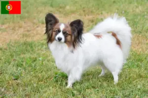Read more about the article Criador de Spaniel Anão Continental e cachorros em Portugal