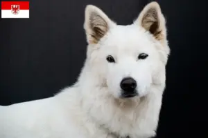 Read more about the article Coreia Jindo Criadores de cães e cachorros em Brandenburg