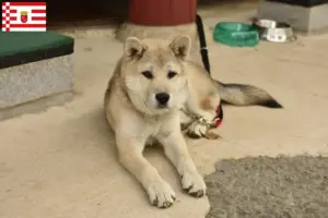 Read more about the article Coreia Jindo Criadores de cães e cachorros em Bremen
