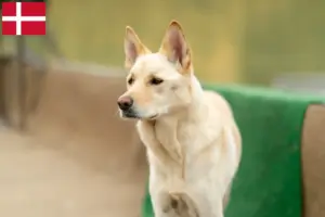Read more about the article Coreia Jindo Criadores de cães e cachorros na Dinamarca