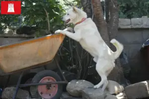 Read more about the article Coreia Jindo Criadores de cães e cachorros em Hamburgo