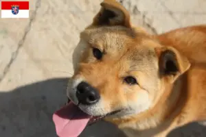 Read more about the article Coreia Jindo Criadores de cães e cachorros em Hessen